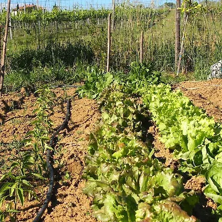 La Terra Alloggio per agriturismo Valiano
